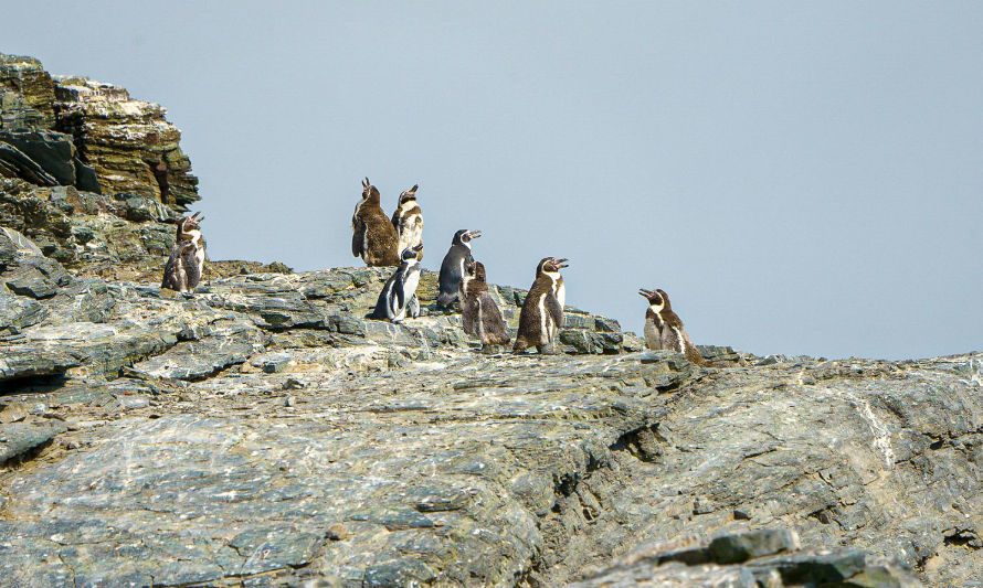 Aprueban nueva norma para dióxido de nitrógeno y plan para proteger al pingüino de Humboldt