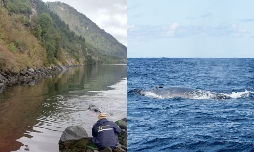 Tomarán acciones legales e investigarán en profundidad muerte de ballena en Aysén