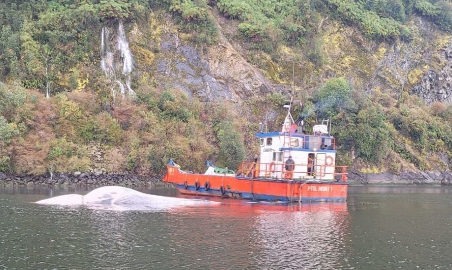 PDI investiga varamiento de ballena en Puyuhuapi