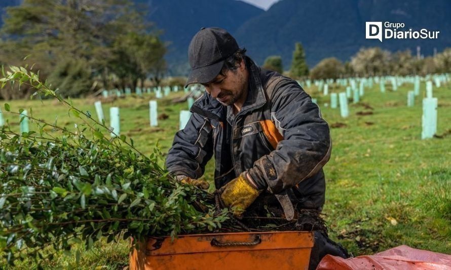 Biósfera Austral y Reforestemos se unen para plantar más de 60 mil árboles nativos en Aysén