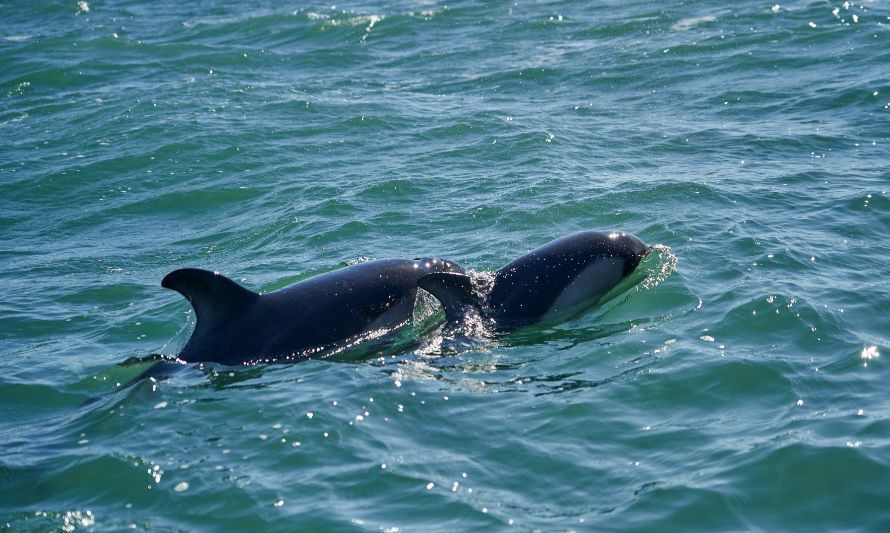Conocer para proteger: la vital interconexión entre el delfín austral y los bosques azules