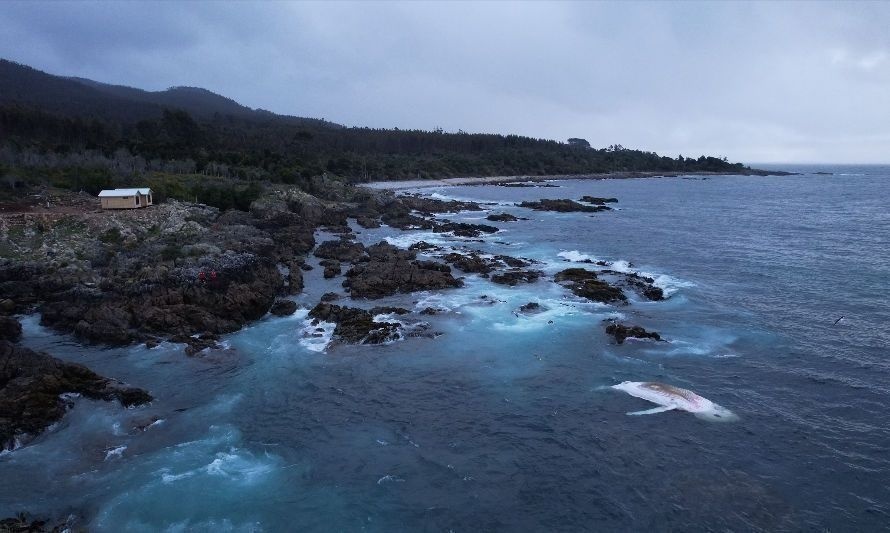 Investigarán causa de muerte de ballena jorobada varada en costas de Huiro 