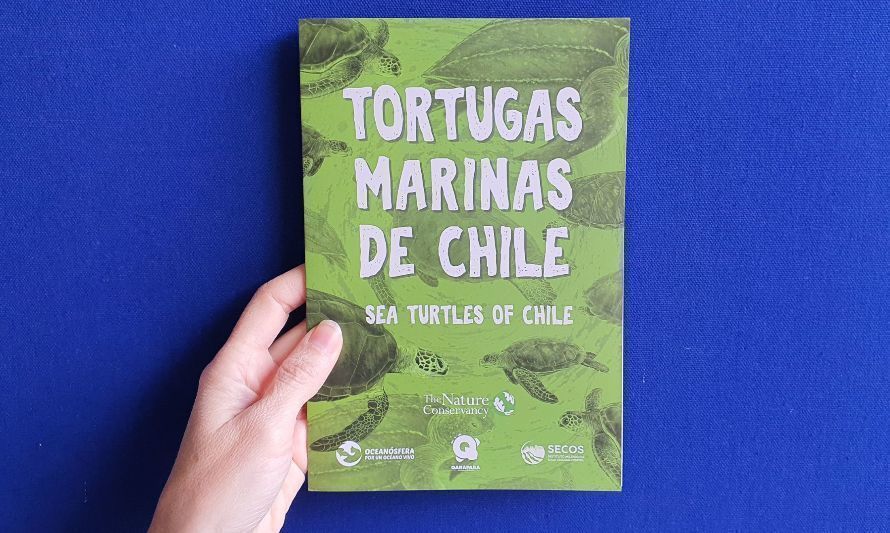 Por la educación ambiental: lanzan primera Guía de Tortugas Marinas de Chile