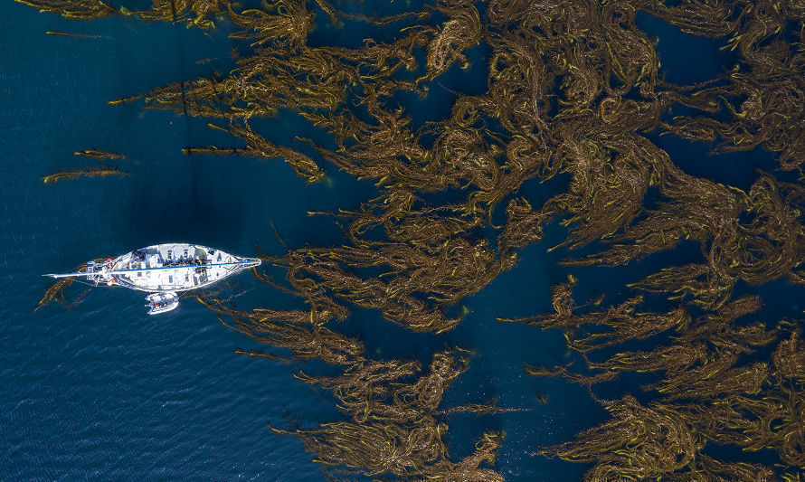 Navegando los bosques de kelp. Crédito: Cristian Lagger