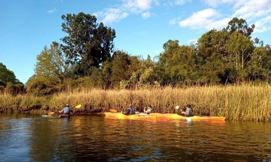 Valdivianos recorren el santuario humedales de Angachilla con entretenidas travesías en kayak 