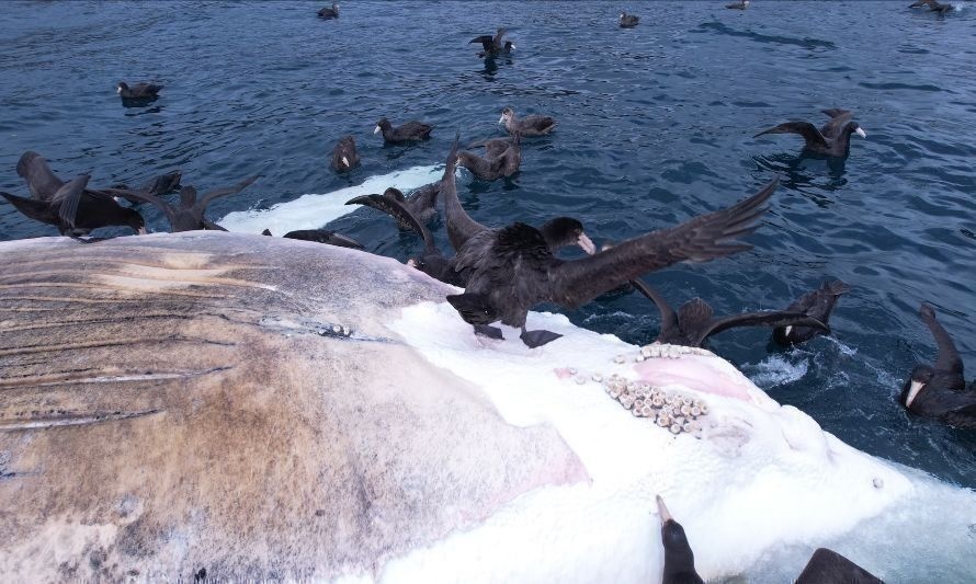 Vecinos de Corral en alerta por ballena en descomposición que continúa en la costa 