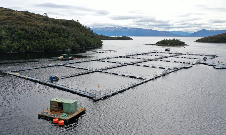Áreas protegidas concentran un tercio de la sobreproducción ilegal de la industria salmonera 