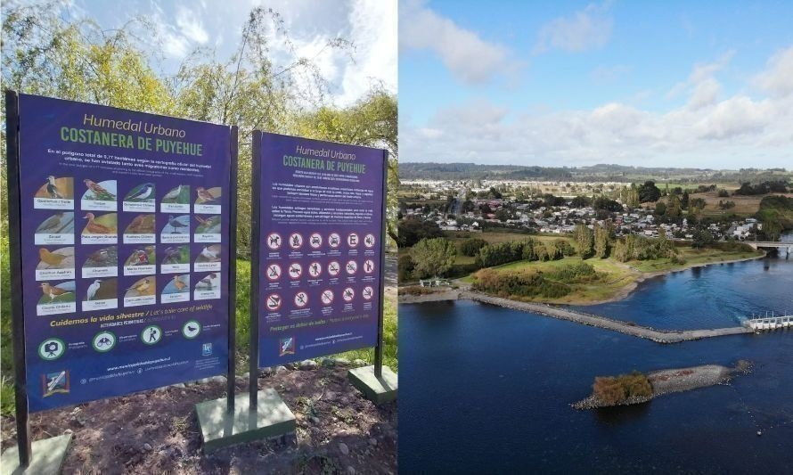 Inauguran primer humedal urbano de la comuna de Puyehue