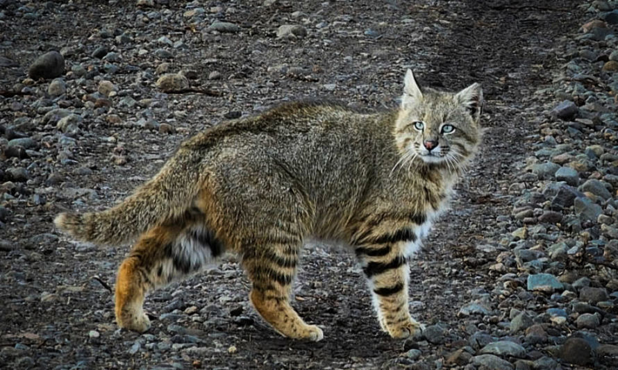 Gato pajero (Leopardus pajeros). Registro compartido por Fundación Rewilding