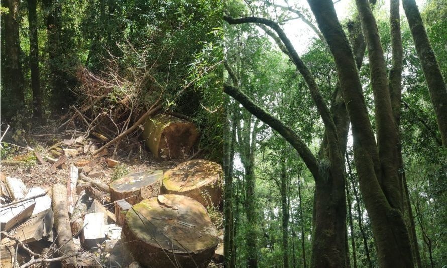 Denuncian tala de árboles en Santuario de la Naturaleza Llancahue