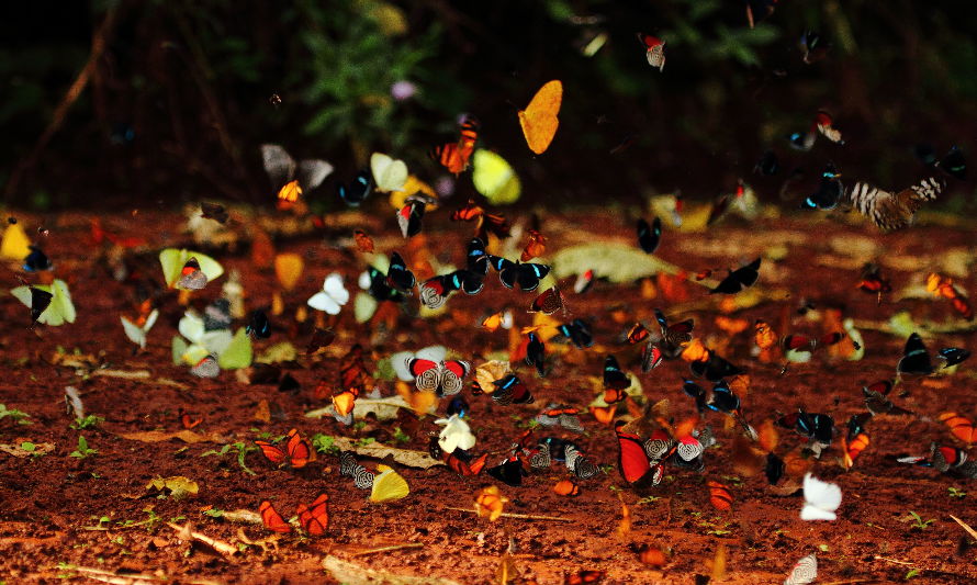 Empresa Arauco compromete una parte significativa de sus tierras a la protección y conservación de los bosques nativos en Sudamérica