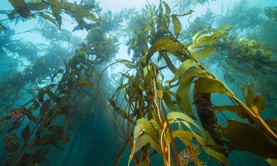 Guía de mapeo de bosques azules reúne a más de 50 expertos con importante protagonismo chileno