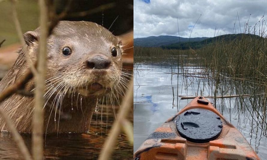 Ciencia ciudadana: invitan a participar de monitoreo para cuidar al huillín en río Cruces