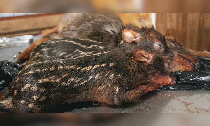 Pudú preñada de mellizos murió tras ataque de perros: exigen mesa de trabajo para su defensa