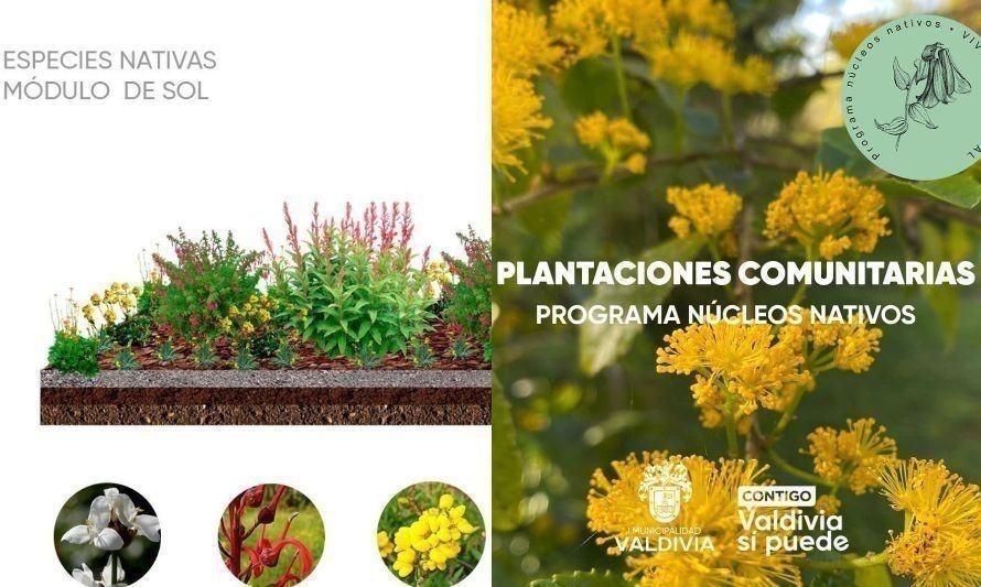 Convocan a valdivianos a participar de jornada de plantación comunitaria