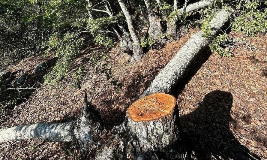 Región de O'Higgins: denuncian tala de bosque de robles endémicos y únicos de la zona