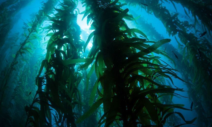 COP 28: organizaciones llaman a efectiva protección de los bosques marinos