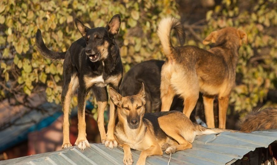 Aún se puede votar por el proyecto que busca declarar a perros asilvestrados como especie exótica invasora
