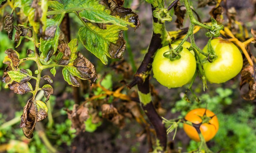 Investigadores chilenos estudian mecanismo para controlar plagas agrícolas sin uso de pesticidas