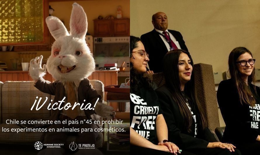 Logro de las ONG's, Chile  prohíbe la experimentación animal en industria cosmética 