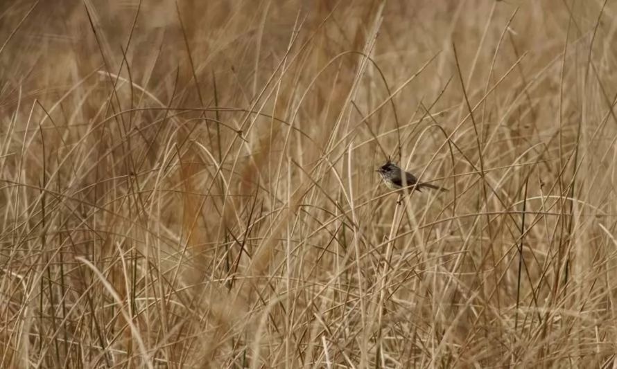 Rechazan demanda por daño ambiental en humedal Teja Sur en Valdivia