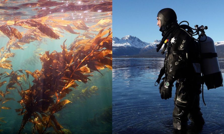 Mauricio Palacios, el biólogo marino que busca proteger los bosques azules de la patagonia