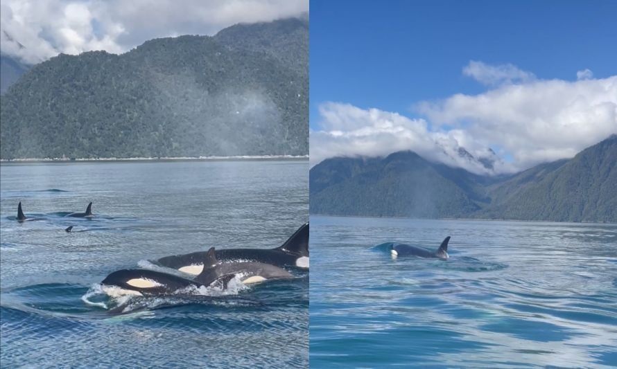 Registran a grupo de orcas nadando por el fiordo de Comau en Región de Los Lagos