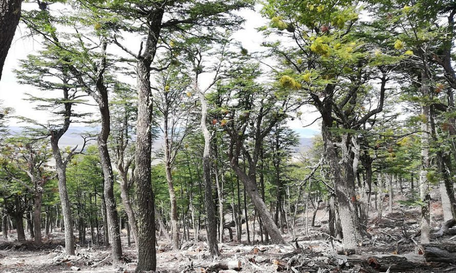 Investigación busca conocer cómo el cambio de uso de suelo afecta el ecosistema de la patagonia
