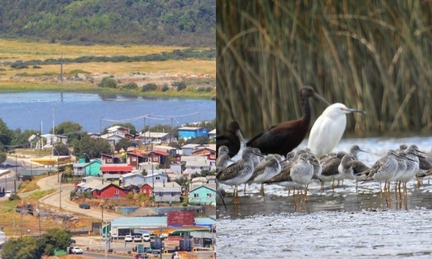 Concurso de fotografía invita a conocer y registrar las aves de Ancud 