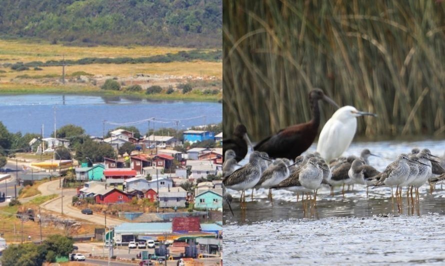 Concurso de fotografía invita a conocer y registrar las aves de Ancud 