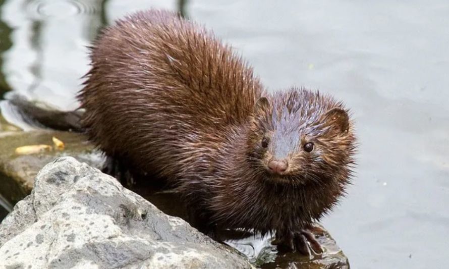 Científicos UACh investigan impacto del visón en transmisión de enfermedades a fauna silvestre