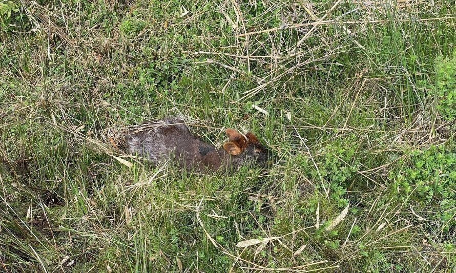 Pese a esfuerzos, fallece pudú atacado por perros en Parque Tantauco en Chiloé 