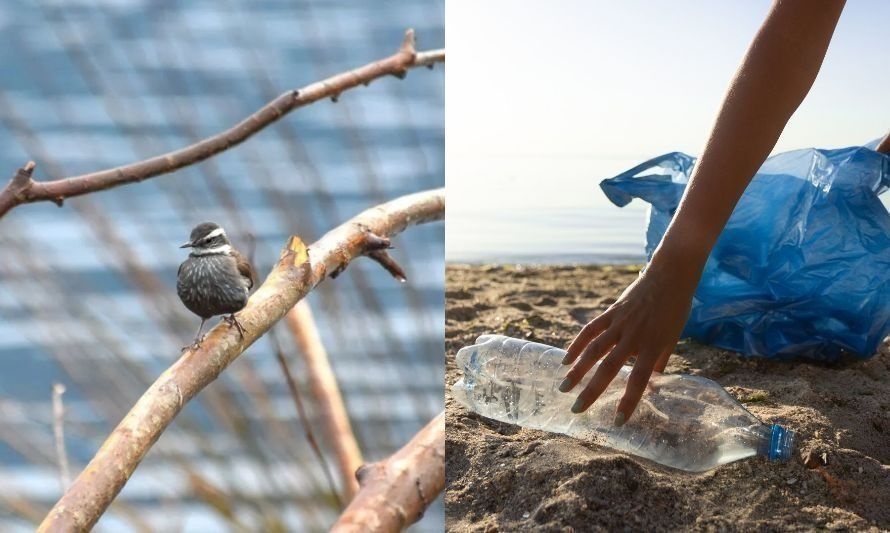 Día de la Educación Ambiental: Panguipulli será protagonista de jornada de limpieza y ciencia