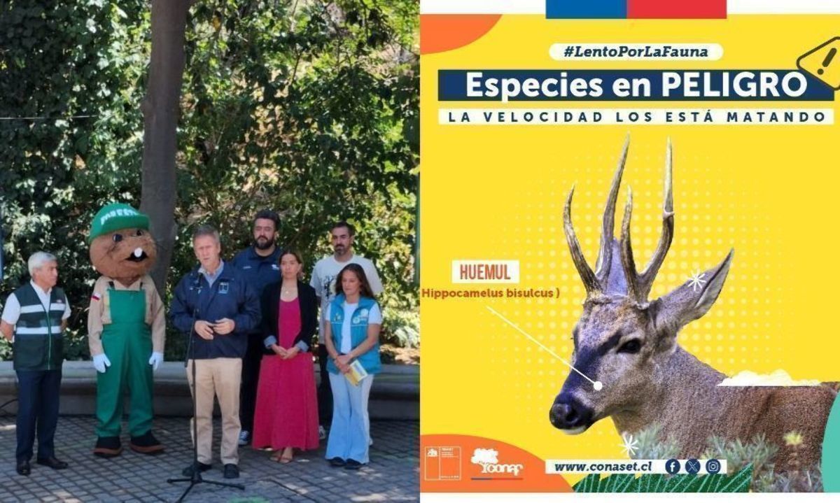 Lento por la Fauna, la campaña que busca cuidar especies en peligro de extinción