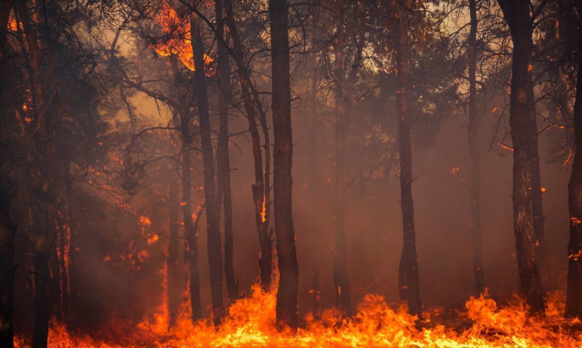 La negligencia es la principal causa de incendios en Chile