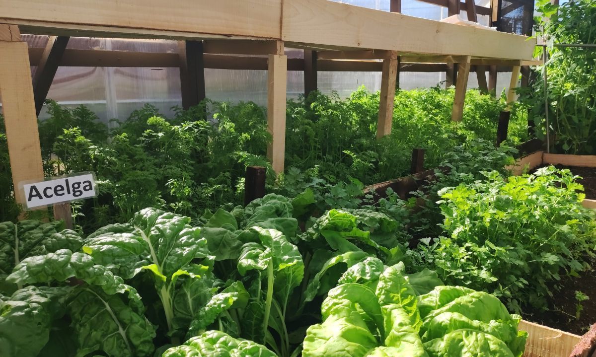 Huertos comunitarios: familias osorninas comenzaron a cosechar sus primeros vegetales