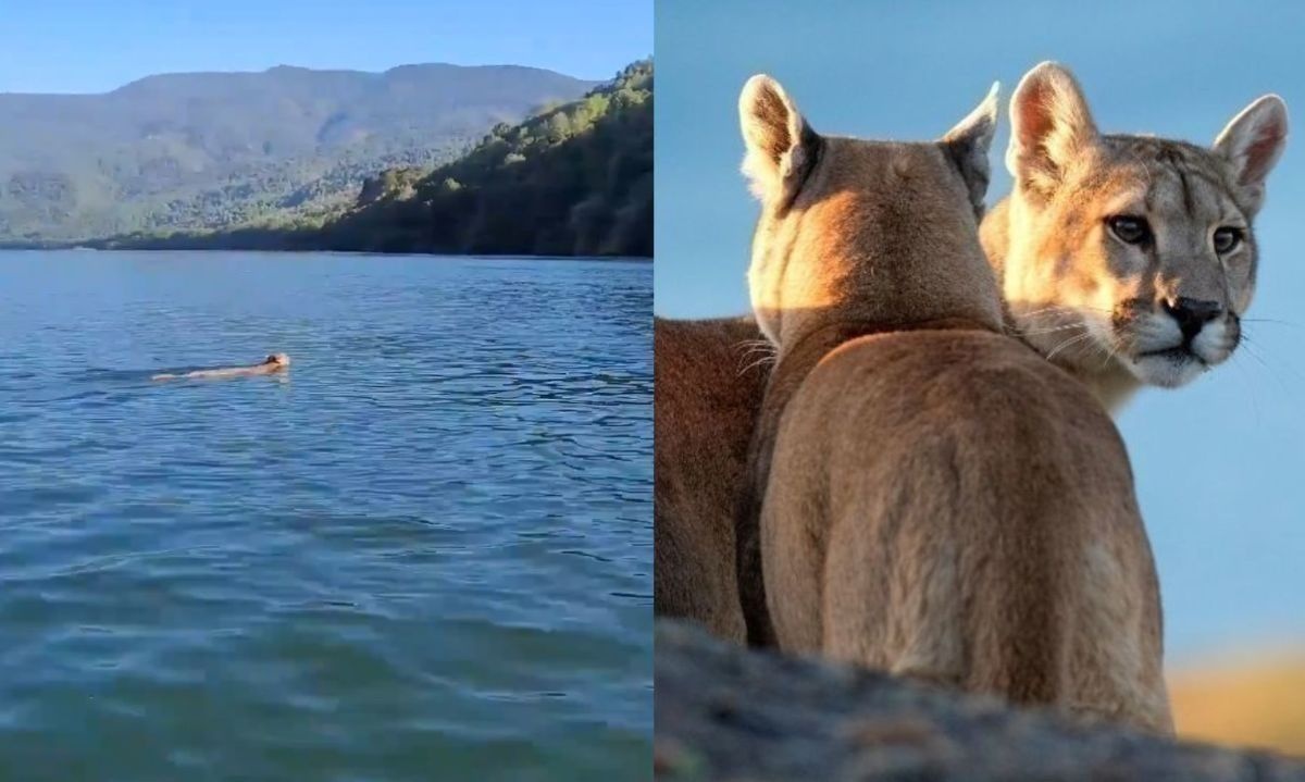 Captan en video a espectacular puma nadador en río del sur del país 