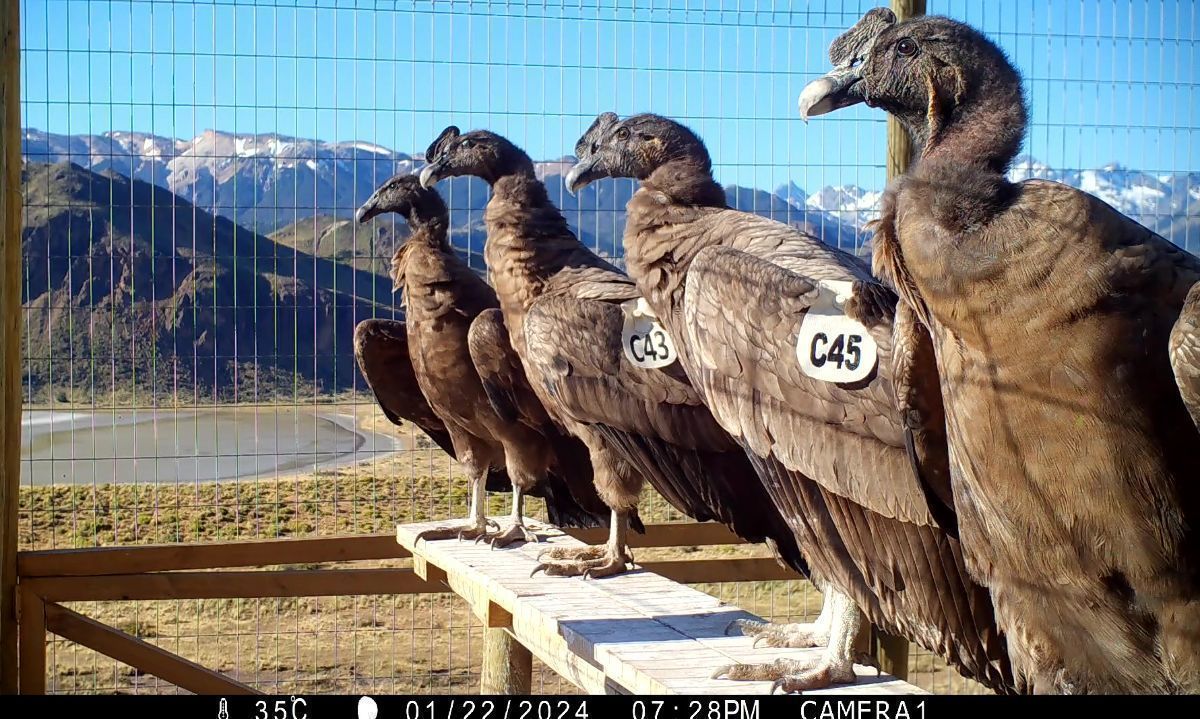 Liberan a cuatro cóndores andinos en Parque Nacional Patagonia  