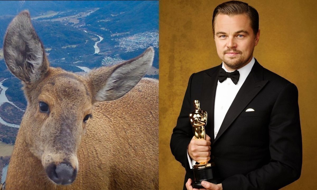 Leonardo DiCaprio se suma a preocupación por conservación del huemul