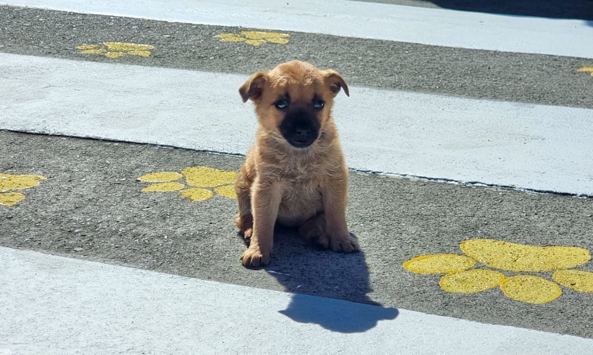 Pintan huellitas en pasos peatonales para promover el cuidado de mascotas en Panguipulli