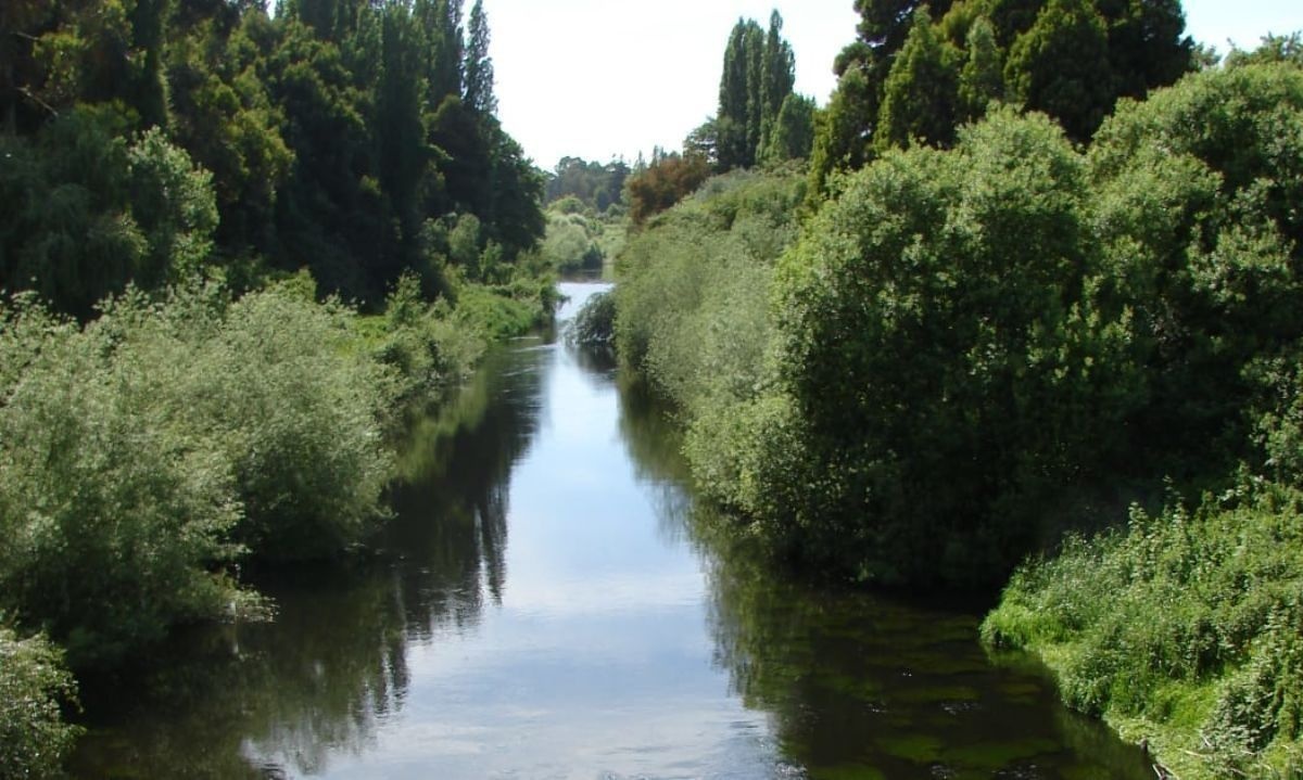 Investigan tala de árboles a orillas de río Damas en Osorno