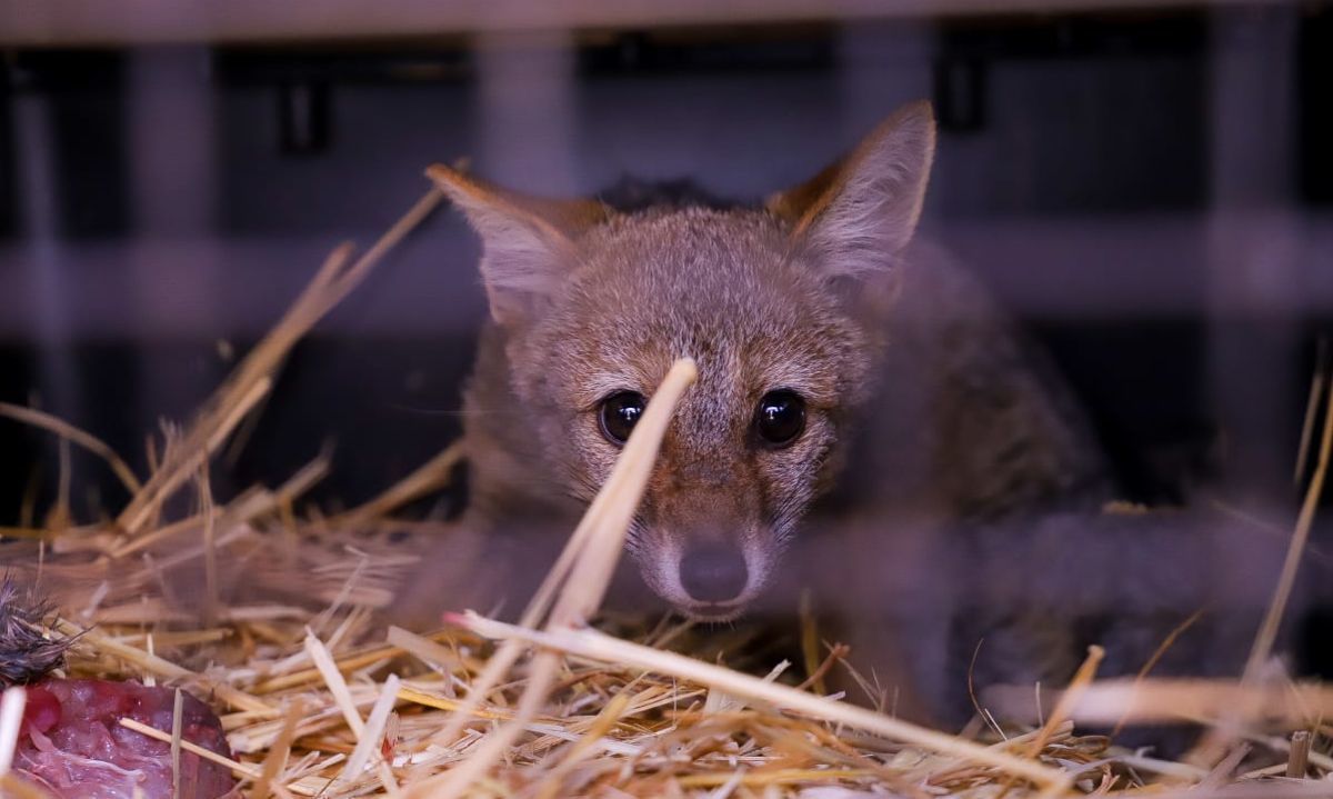 La mitad de las especies de fauna silvestre rescatadas en incendios de Valparaíso han fallecido