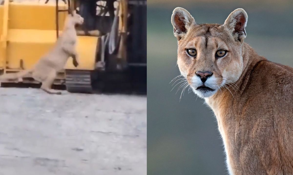 Mamá puma al rescate: registran sorprendentes imágenes en obras de Torres del Paine