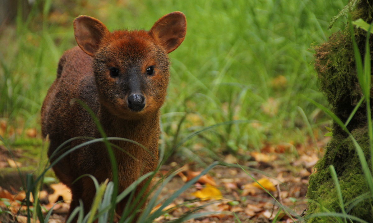 Encuentro con fauna silvestre en vacaciones: conoce algunas recomendaciones