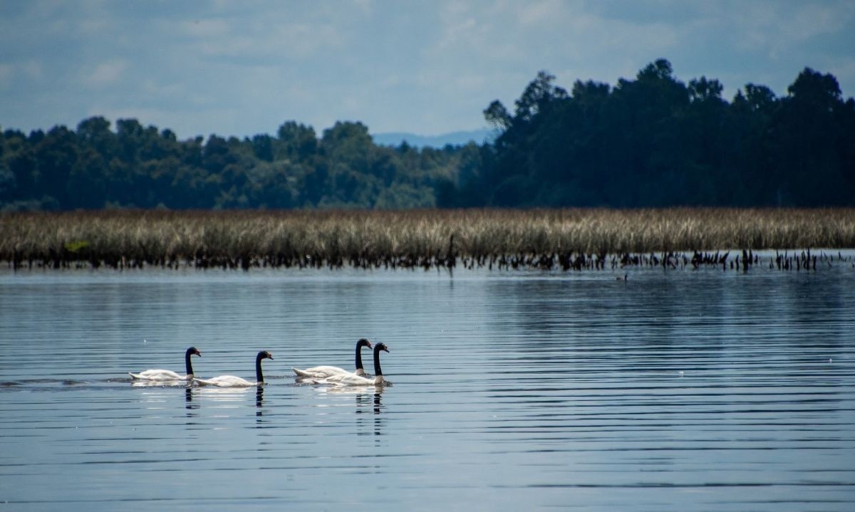 Buscan declarar a Valdivia como primera “Ciudad Humedal” de América Latina