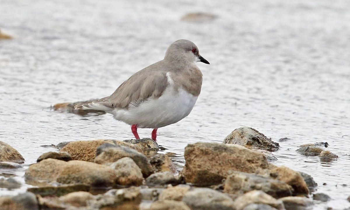 Reconocen a Chorlo de Magallanes como especie migratoria en peligro 