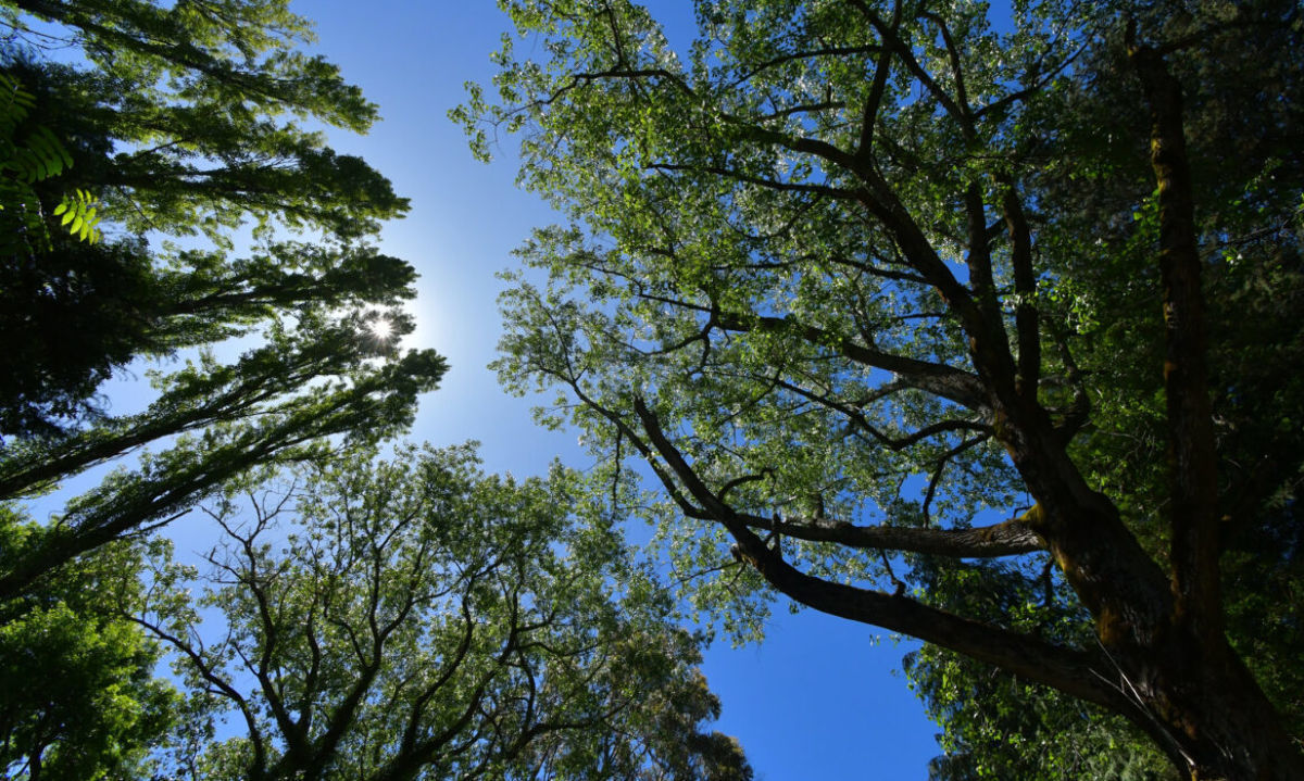 Invitan a postular a Reconocimiento a la Investigación e Innovación en Sustentabilidad 2024