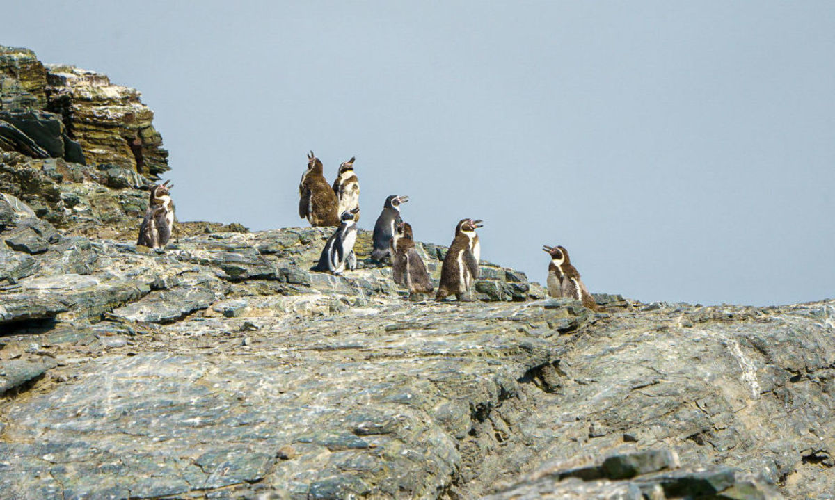 Descubre cinco datos curiosos poco conocidos de la naturaleza en Chile