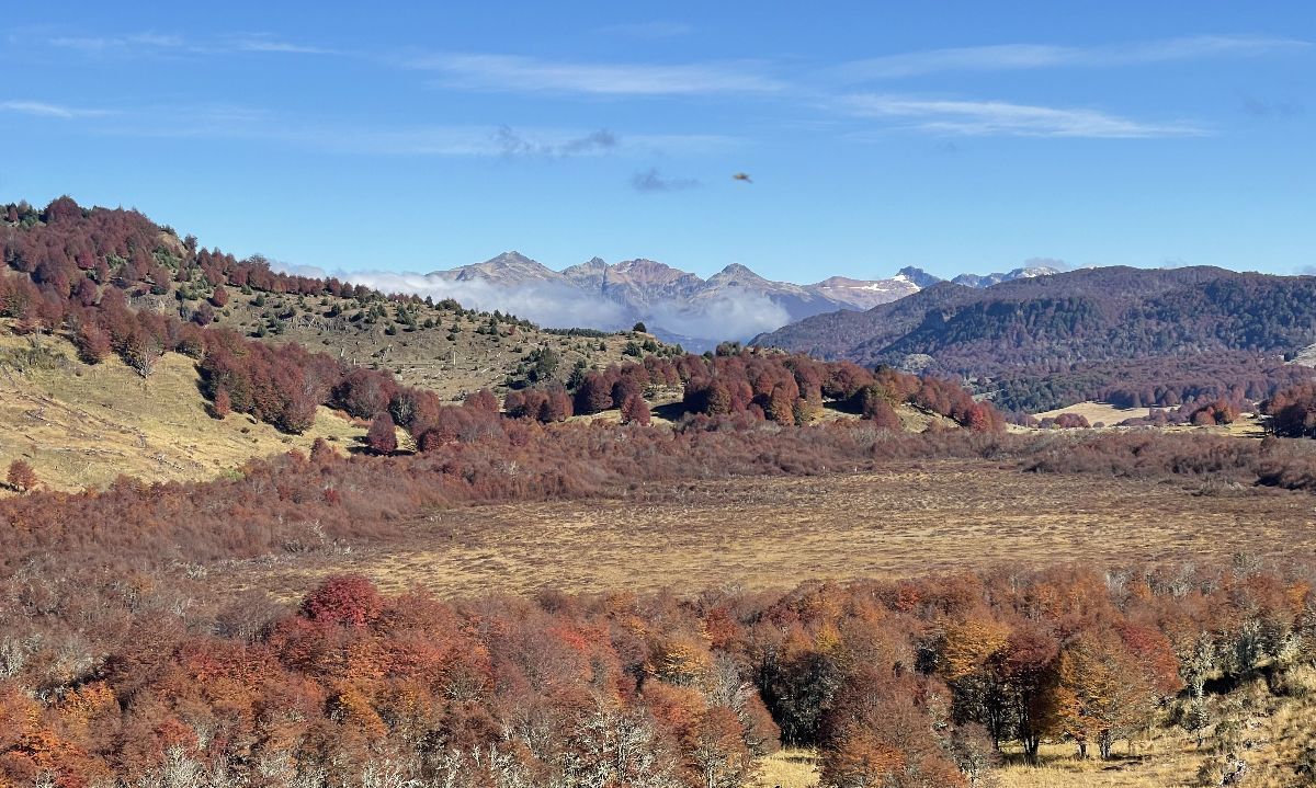Proyecto de protección de turberas quedó a un paso de convertirse en ley