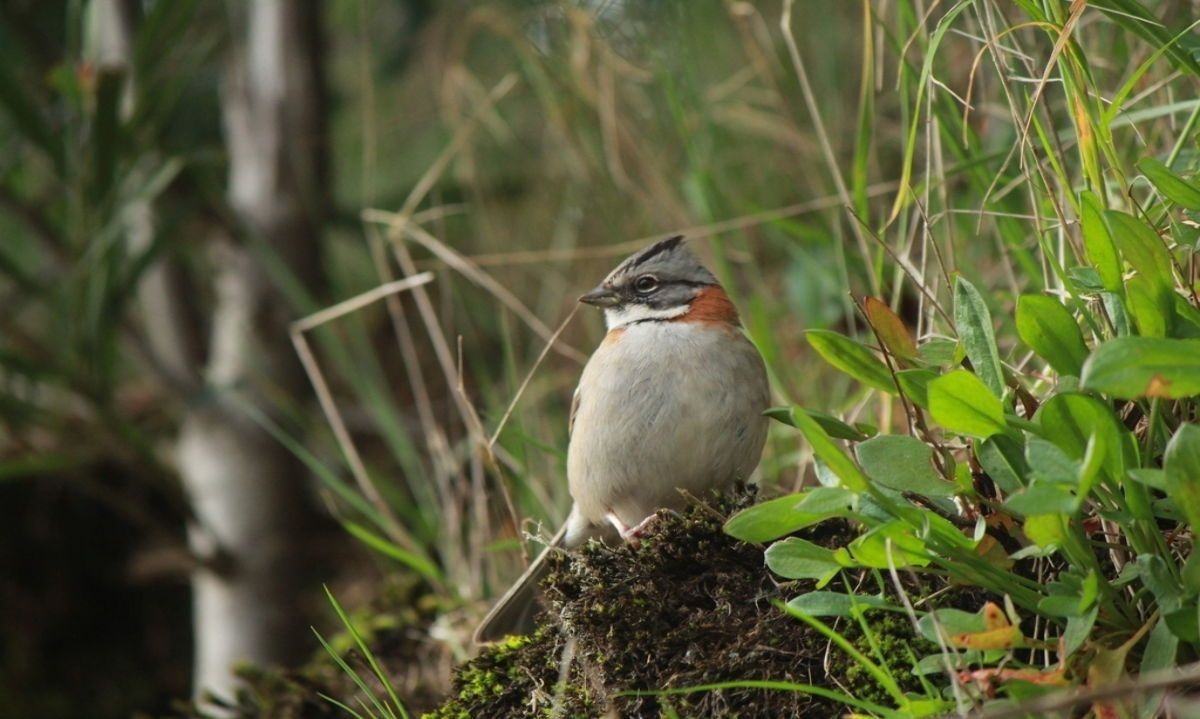 iNaturalist: la red social de ciencia ciudadana y divulgación de la naturaleza